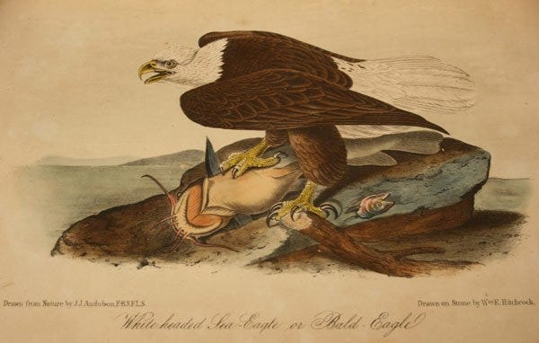 Lot 145: 10 vol. Audubon Octavo Birds of America, Quadruped