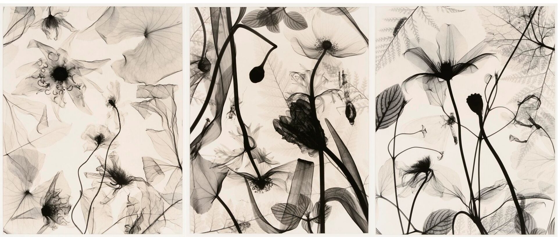 Lot 434: 3 Judith McMillan X-Ray Photograms
