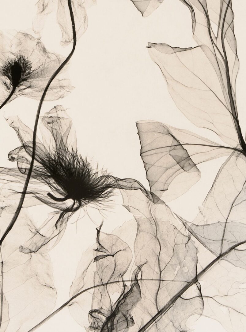 Lot 434: 3 Judith McMillan X-Ray Photograms