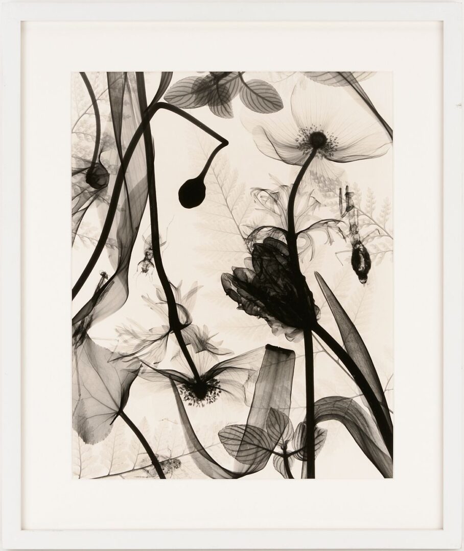 Lot 434: 3 Judith McMillan X-Ray Photograms