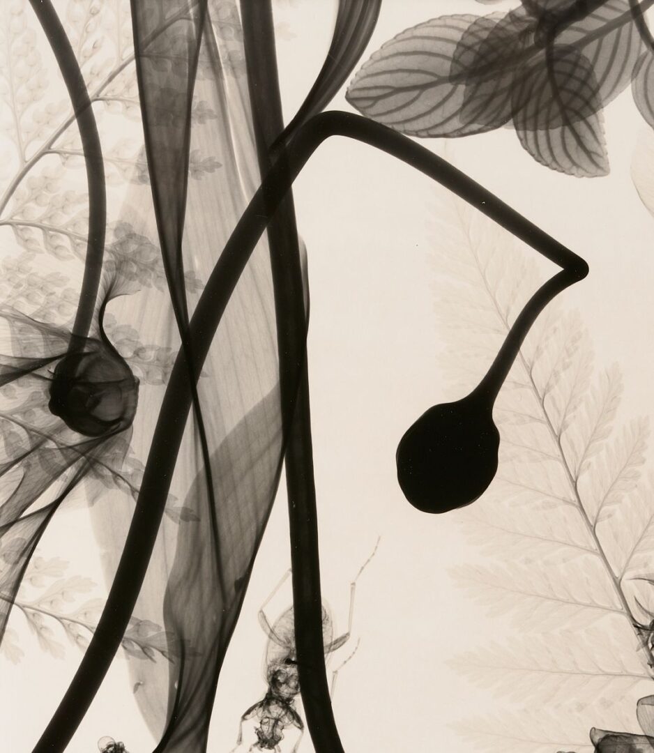 Lot 434: 3 Judith McMillan X-Ray Photograms