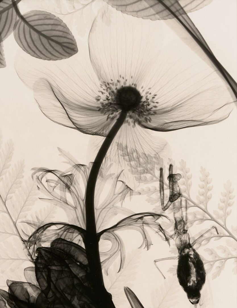 Lot 434: 3 Judith McMillan X-Ray Photograms