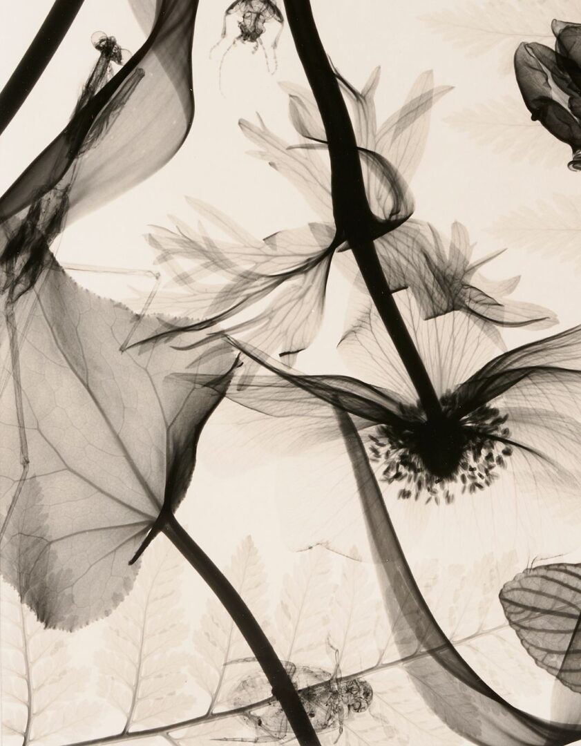 Lot 434: 3 Judith McMillan X-Ray Photograms