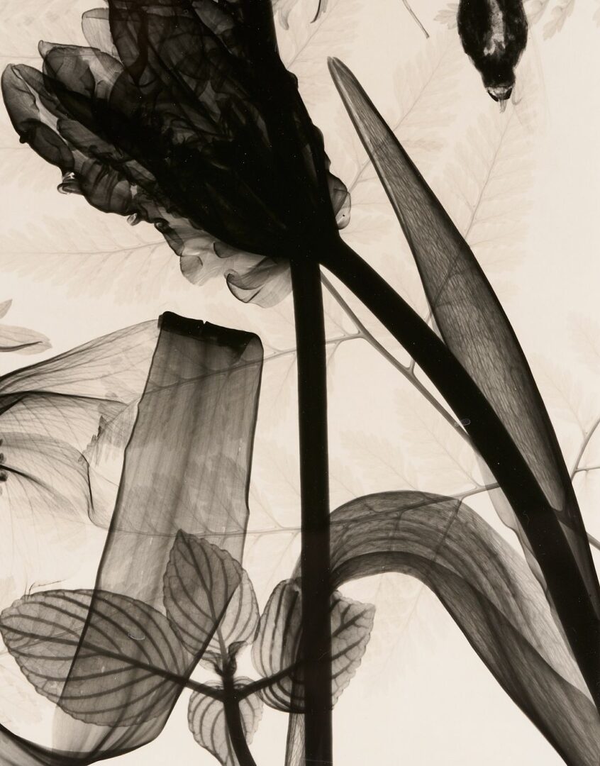 Lot 434: 3 Judith McMillan X-Ray Photograms