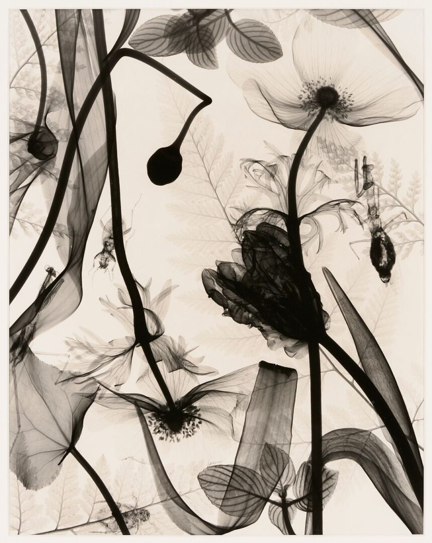 Lot 434: 3 Judith McMillan X-Ray Photograms