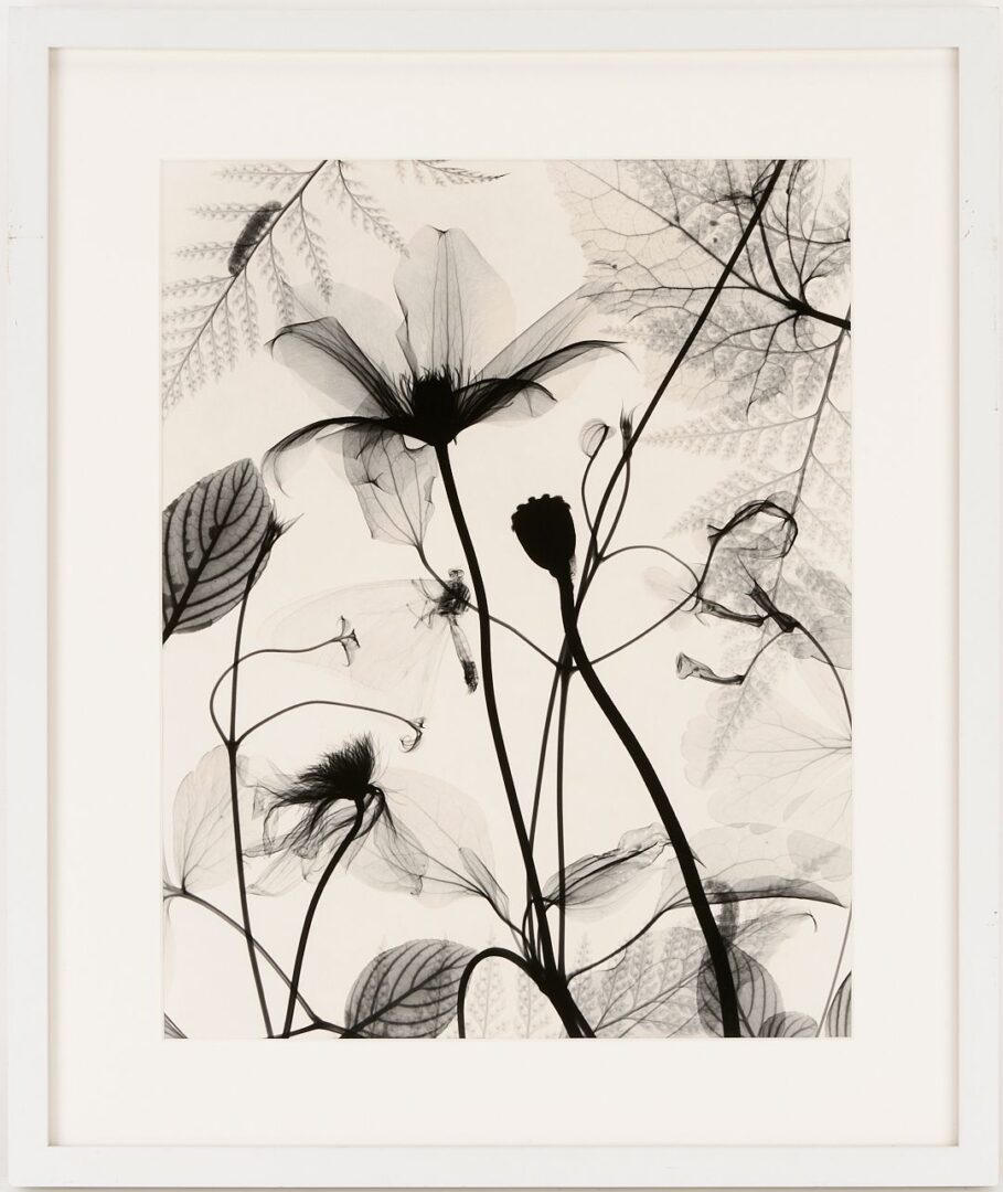 Lot 434: 3 Judith McMillan X-Ray Photograms
