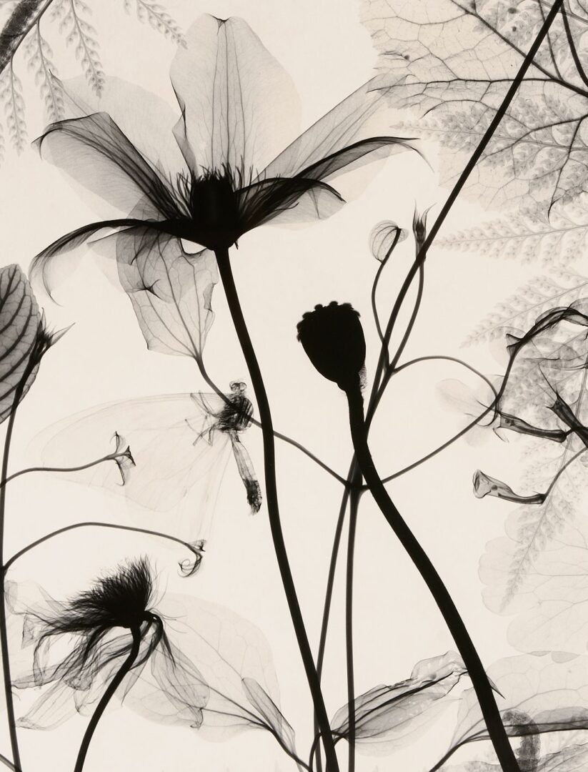 Lot 434: 3 Judith McMillan X-Ray Photograms