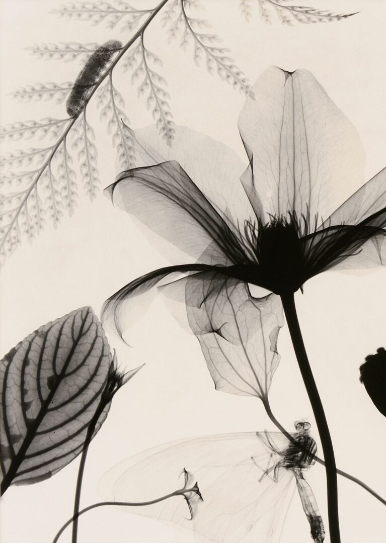 Lot 434: 3 Judith McMillan X-Ray Photograms