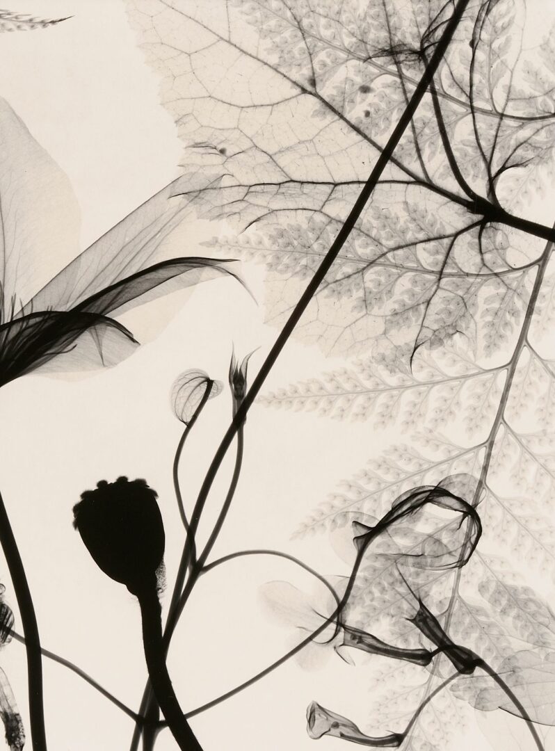Lot 434: 3 Judith McMillan X-Ray Photograms