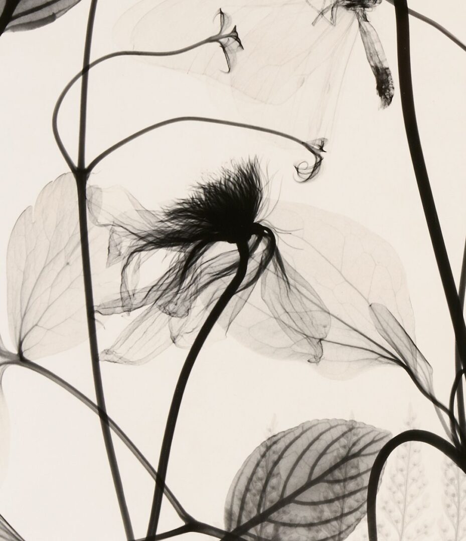 Lot 434: 3 Judith McMillan X-Ray Photograms