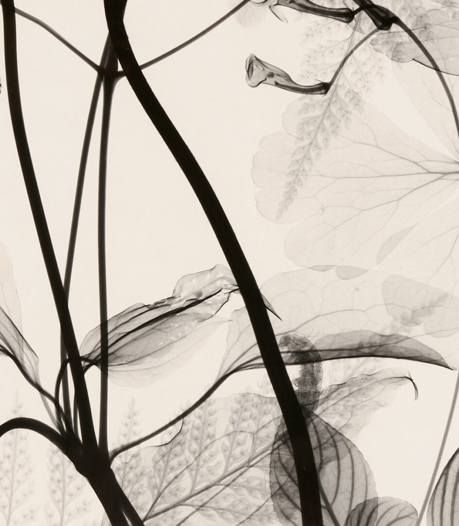 Lot 434: 3 Judith McMillan X-Ray Photograms