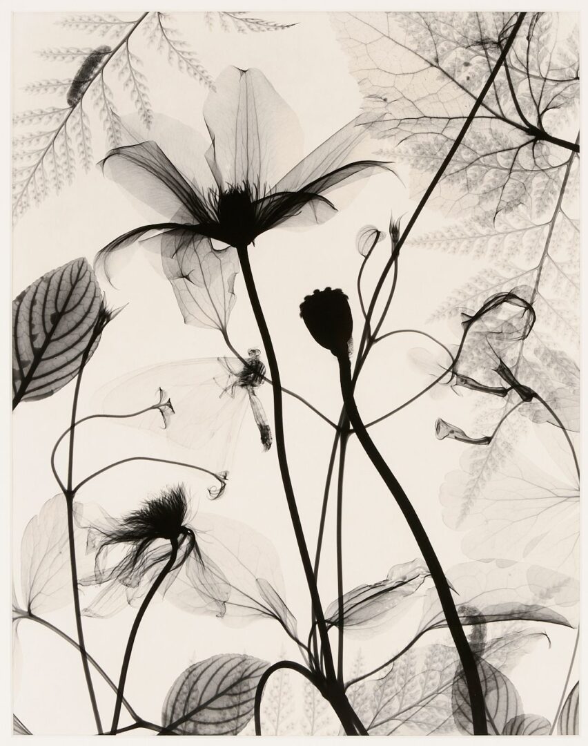 Lot 434: 3 Judith McMillan X-Ray Photograms