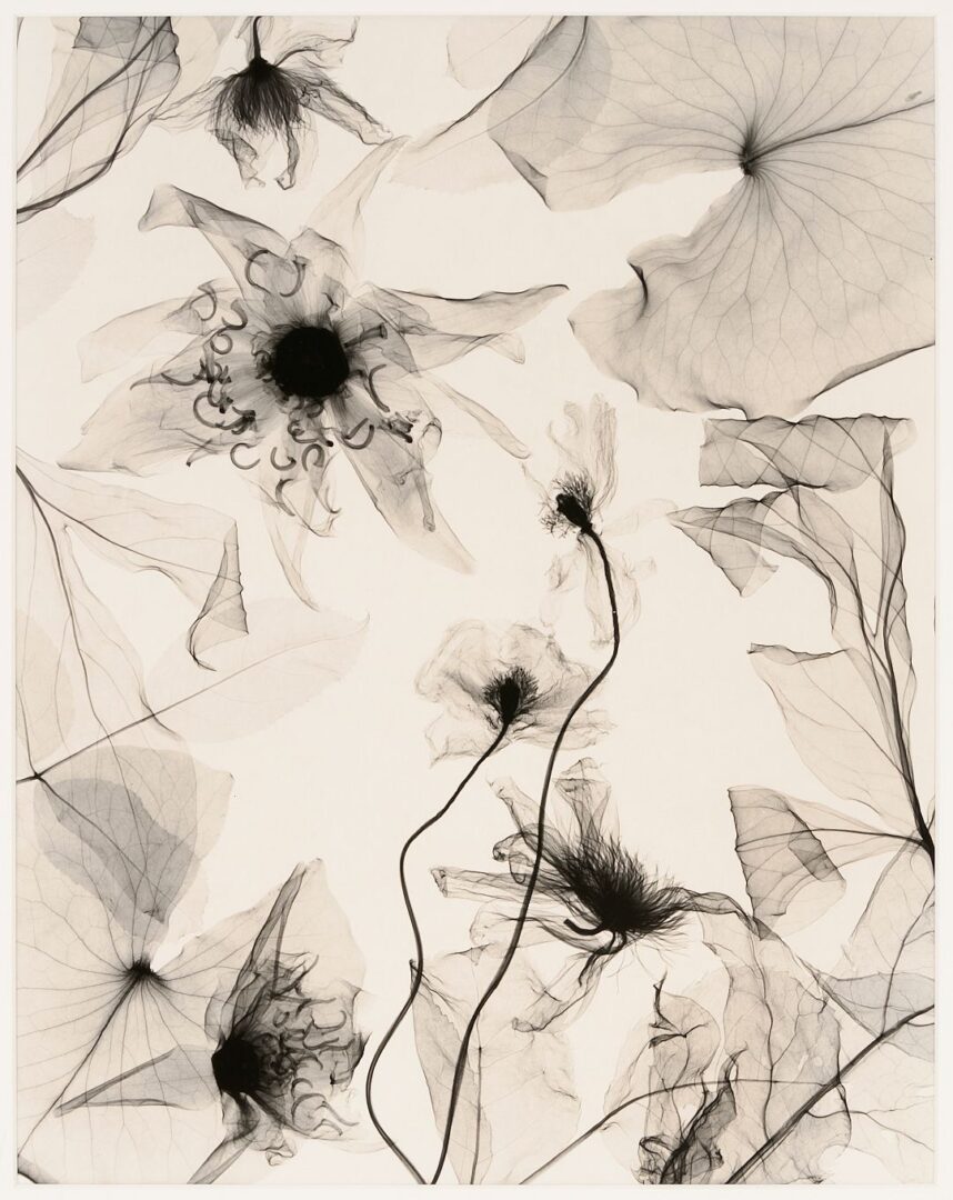 Lot 434: 3 Judith McMillan X-Ray Photograms