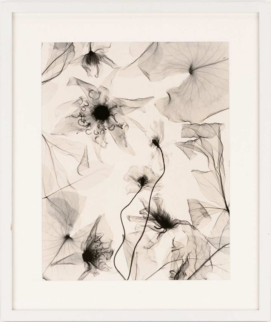 Lot 434: 3 Judith McMillan X-Ray Photograms
