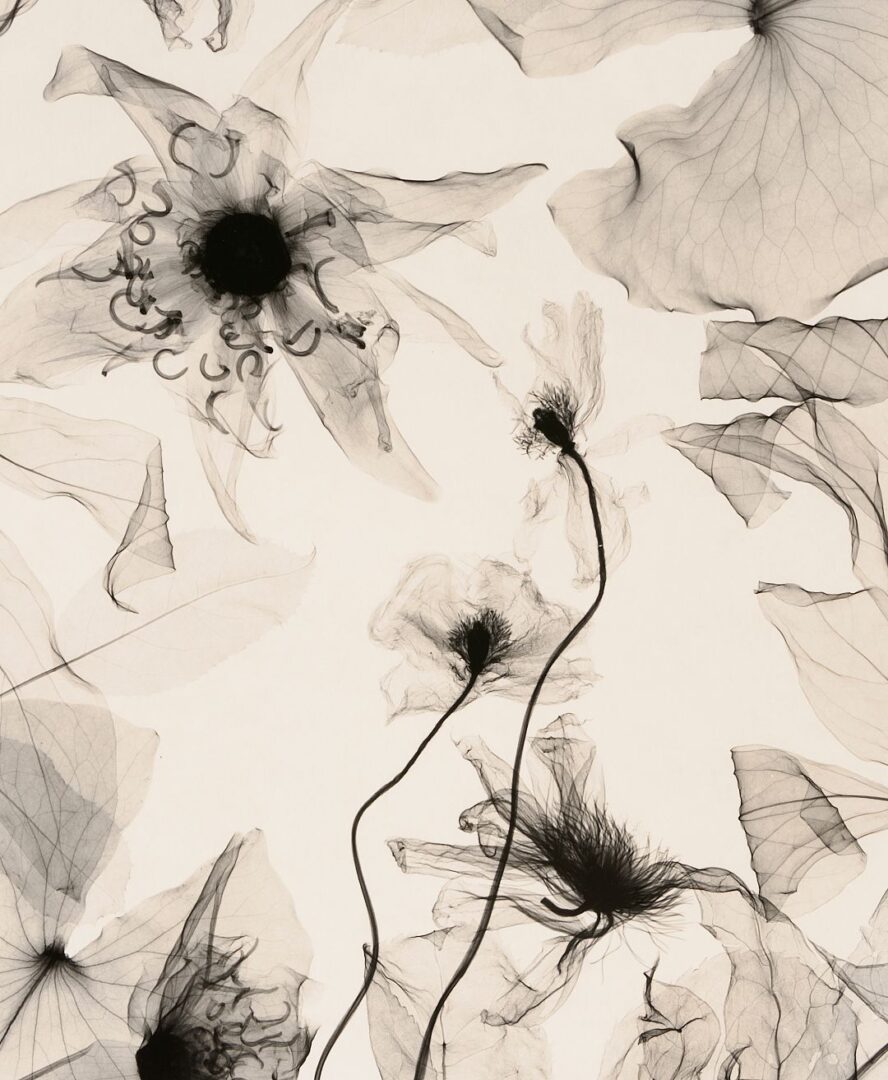 Lot 434: 3 Judith McMillan X-Ray Photograms
