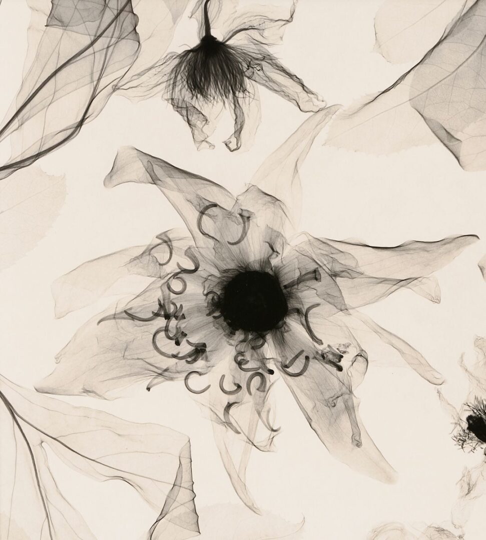 Lot 434: 3 Judith McMillan X-Ray Photograms