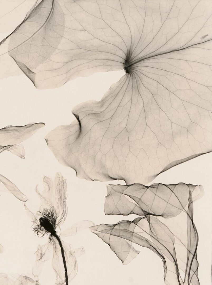 Lot 434: 3 Judith McMillan X-Ray Photograms