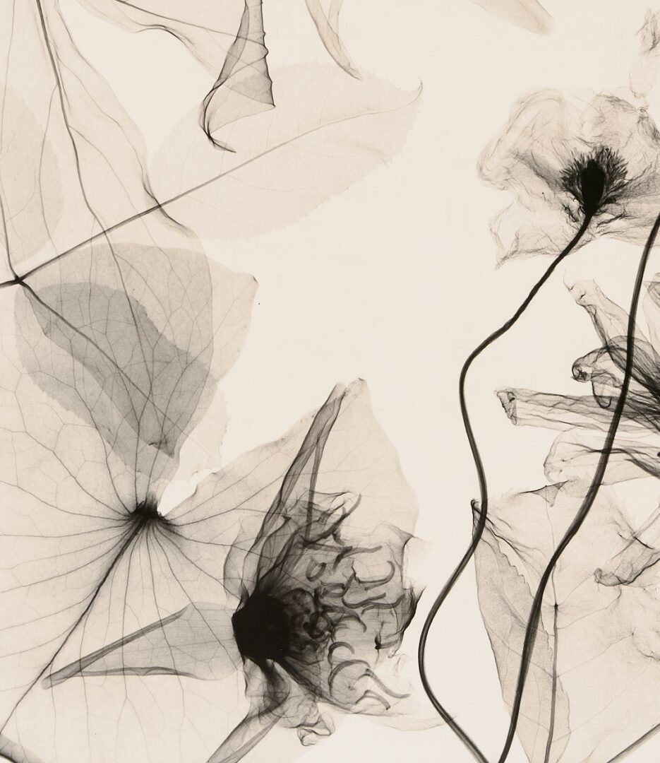Lot 434: 3 Judith McMillan X-Ray Photograms