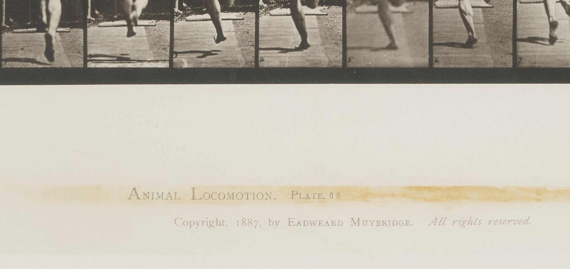 Lot 442: Eadweard Muybridge Animal Locomotion Collotype, Running at Full Speed