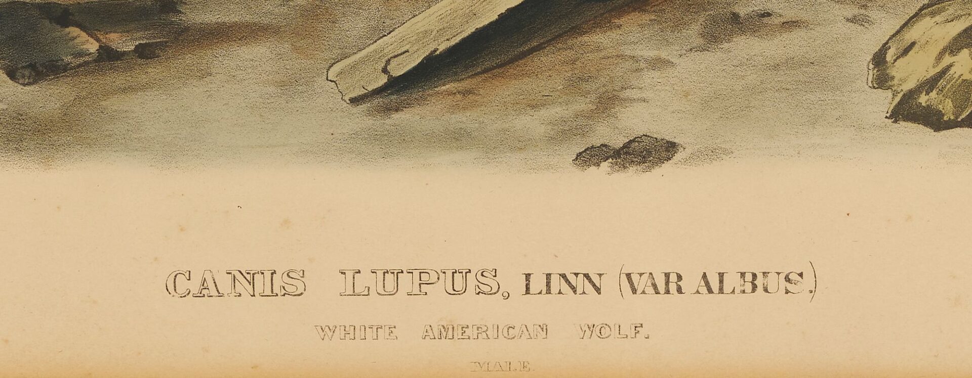 Lot 675: Audubon White American Wolf from Quadrupeds of North America, Bowen Edition