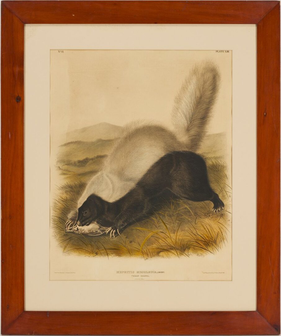 Lot 676: Audubon Texan Skunk from Quadrupeds of North America, Bowen Edition