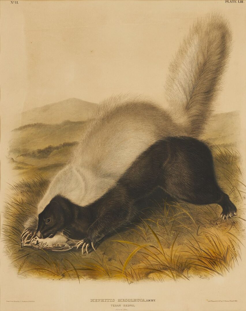 Lot 676: Audubon Texan Skunk from Quadrupeds of North America, Bowen Edition