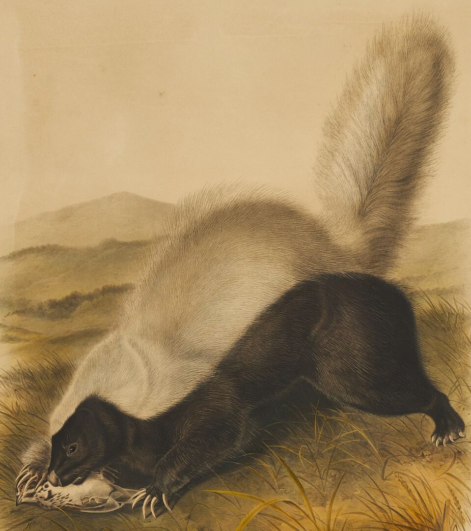 Lot 676: Audubon Texan Skunk from Quadrupeds of North America, Bowen Edition
