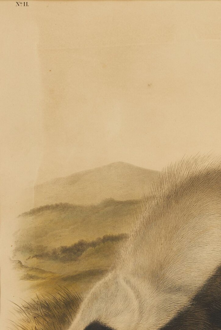 Lot 676: Audubon Texan Skunk from Quadrupeds of North America, Bowen Edition