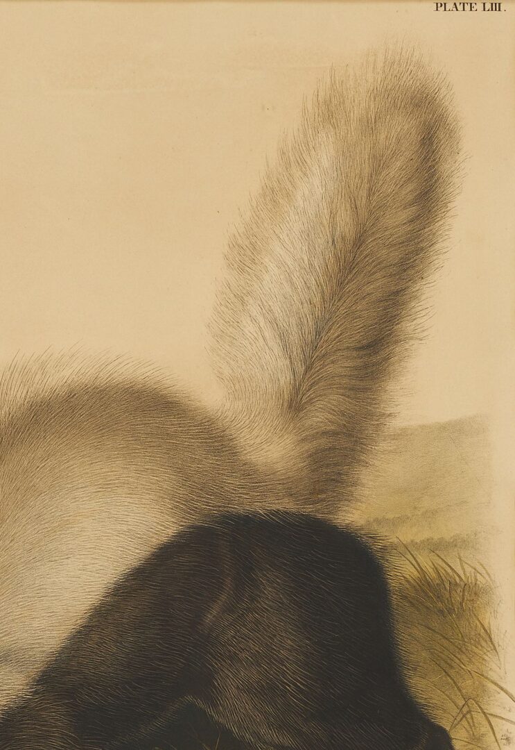 Lot 676: Audubon Texan Skunk from Quadrupeds of North America, Bowen Edition
