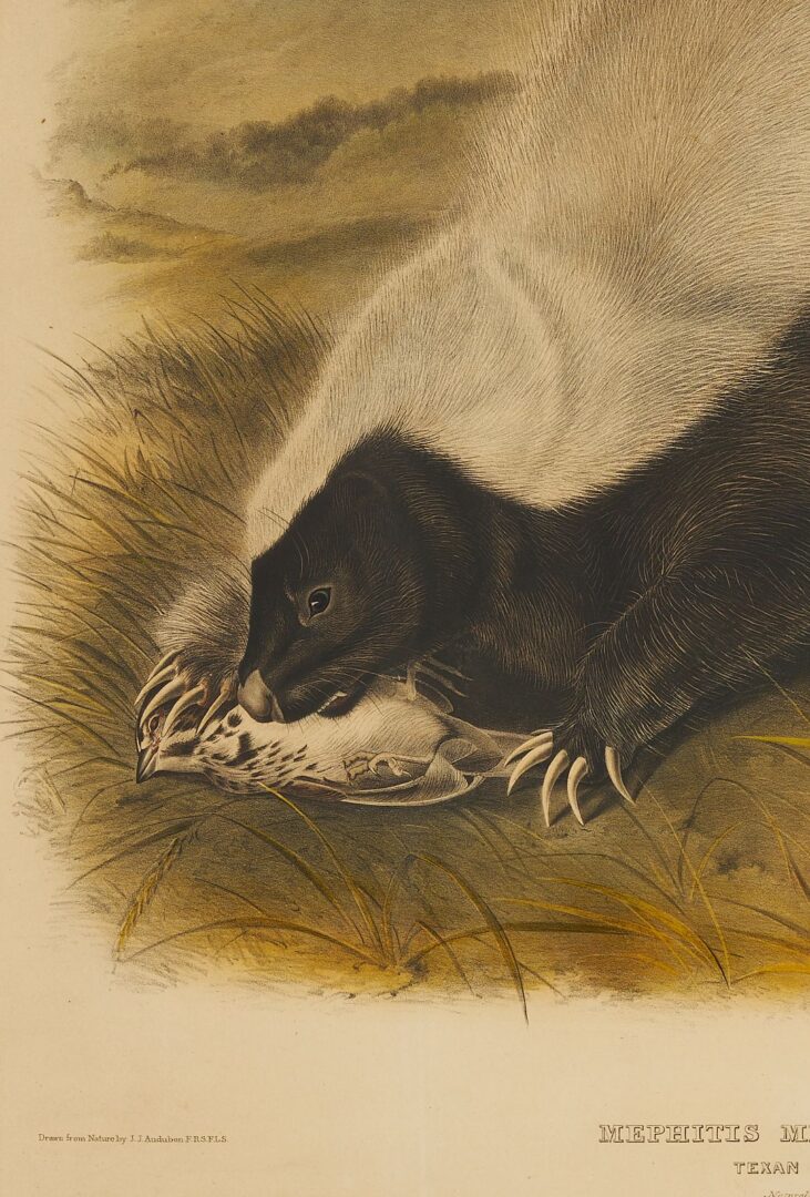 Lot 676: Audubon Texan Skunk from Quadrupeds of North America, Bowen Edition