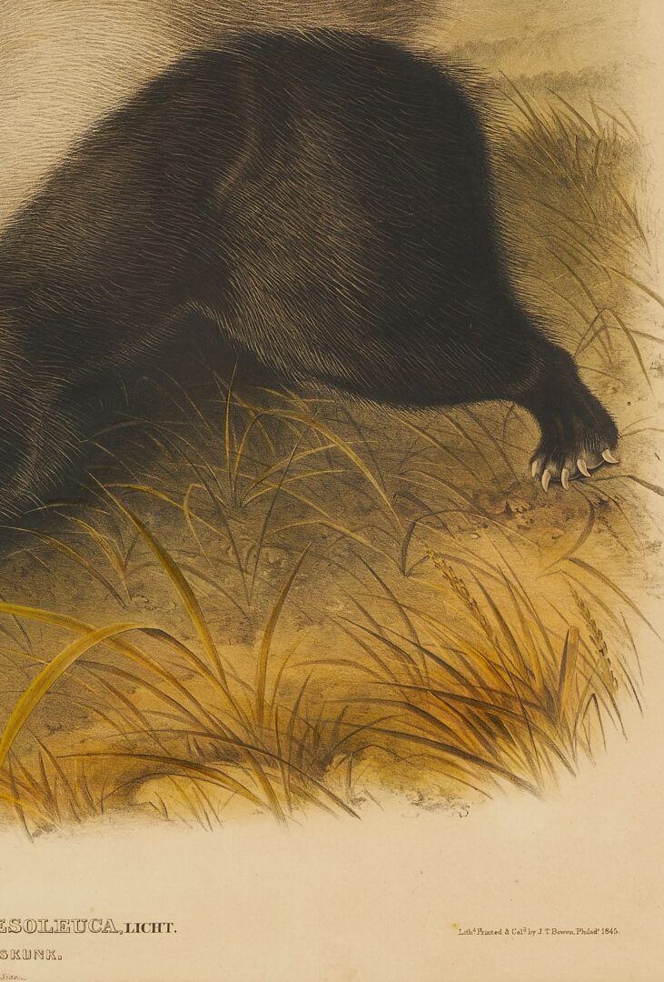 Lot 676: Audubon Texan Skunk from Quadrupeds of North America, Bowen Edition
