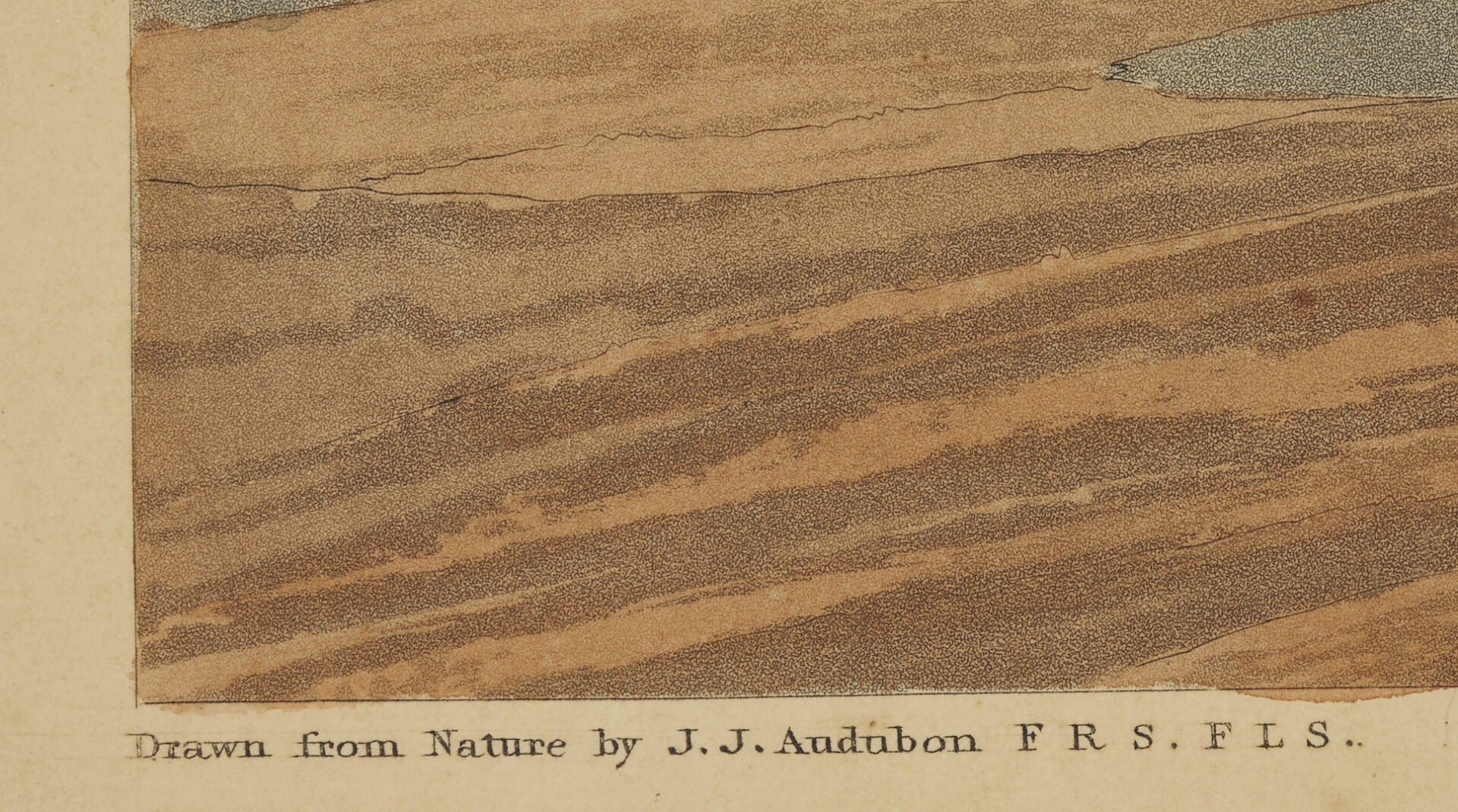 Lot 510: Audubon Sandpiper Print, Havell 1836 Edition