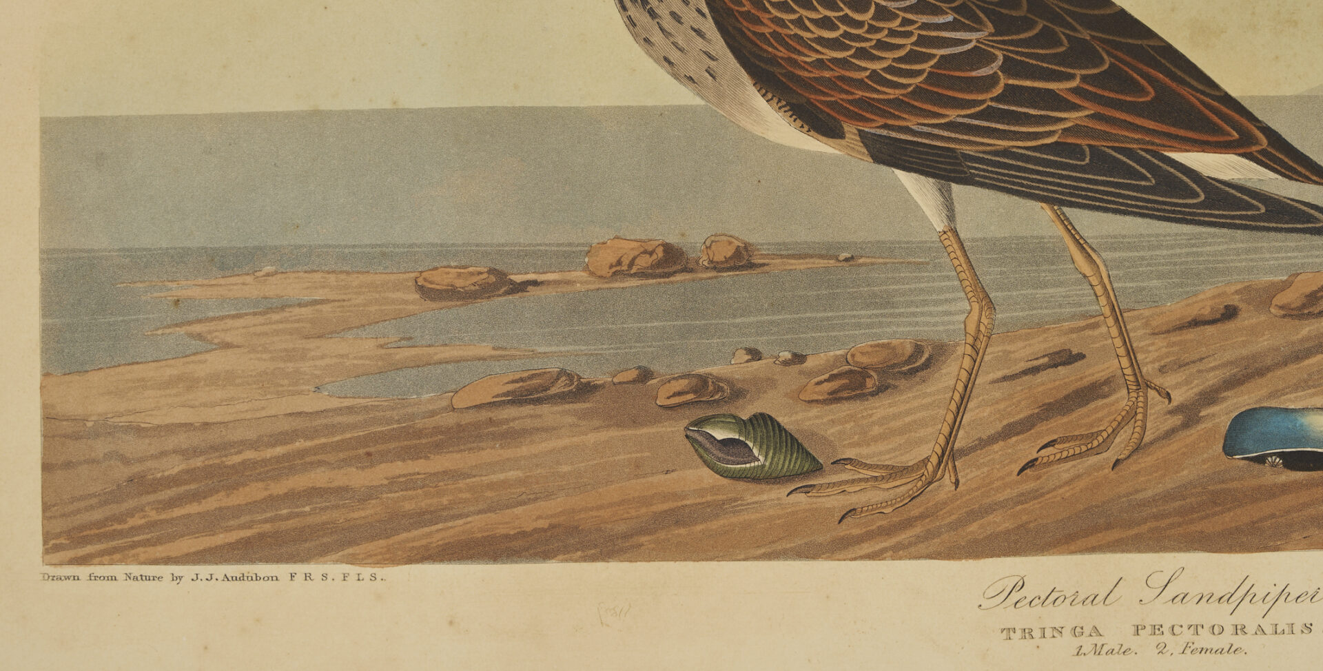 Lot 510: Audubon Sandpiper Print, Havell 1836 Edition