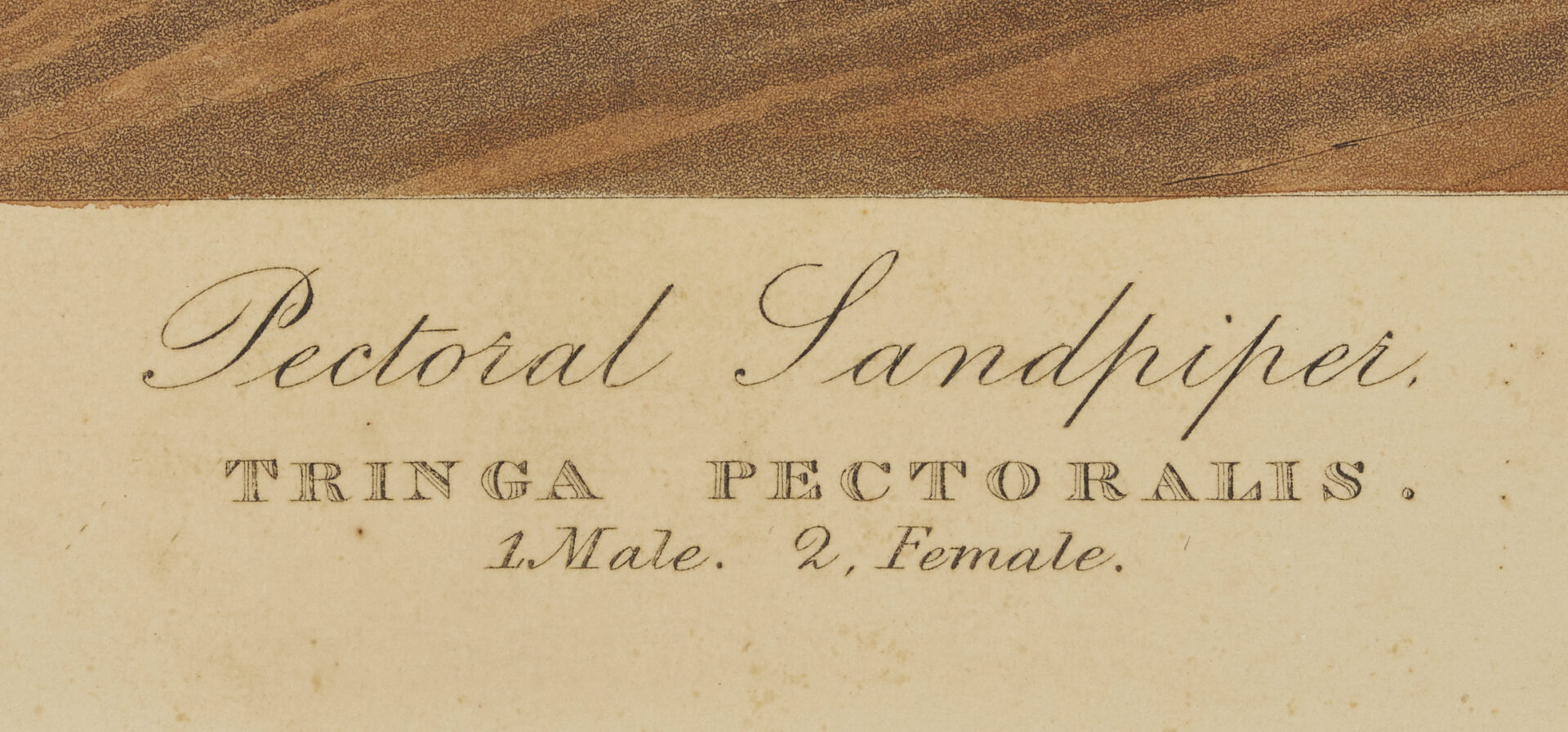 Lot 510: Audubon Sandpiper Print, Havell 1836 Edition