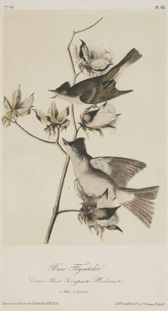 Lot 511: 8 Audubon Birds of America Octavo Prints, Bowen