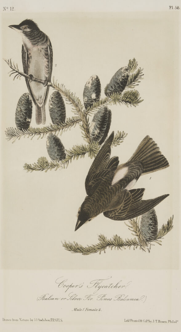 Lot 511: 8 Audubon Birds of America Octavo Prints, Bowen