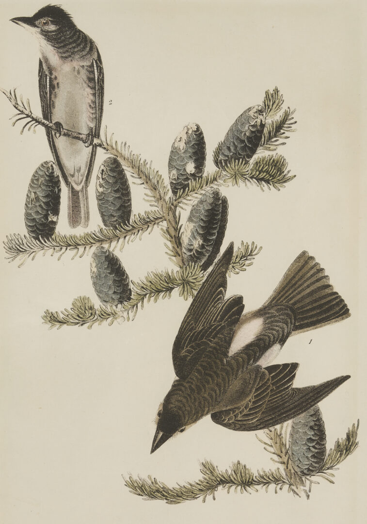 Lot 511: 8 Audubon Birds of America Octavo Prints, Bowen