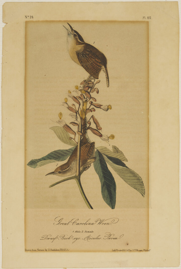 Lot 511: 8 Audubon Birds of America Octavo Prints, Bowen