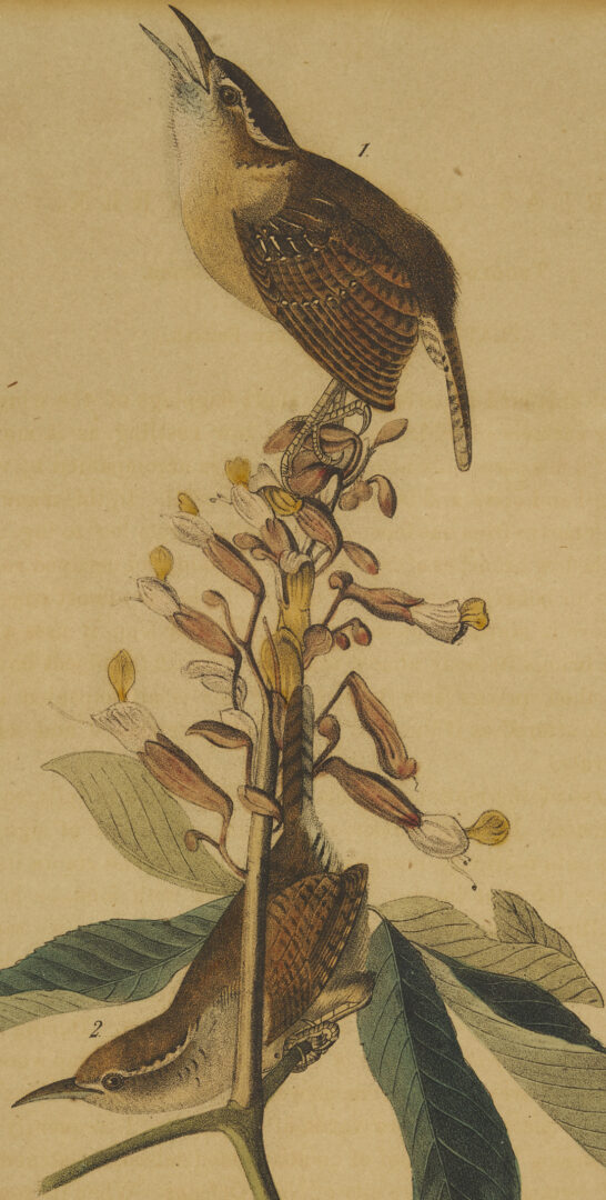 Lot 511: 8 Audubon Birds of America Octavo Prints, Bowen