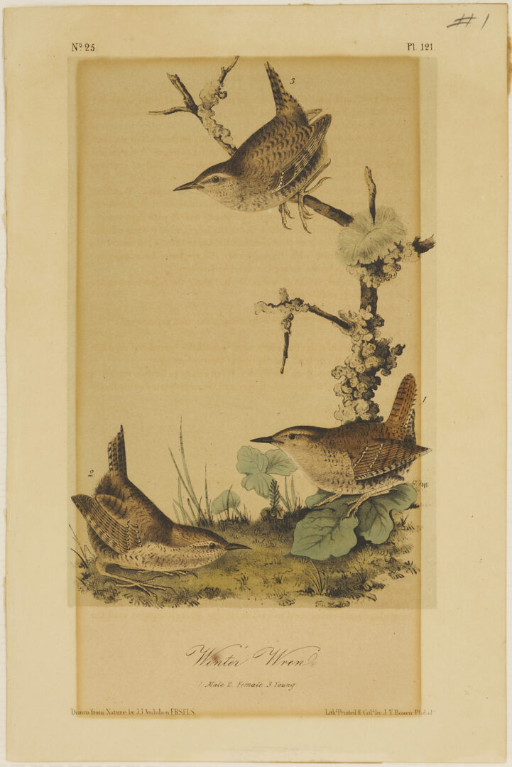 Lot 511: 8 Audubon Birds of America Octavo Prints, Bowen