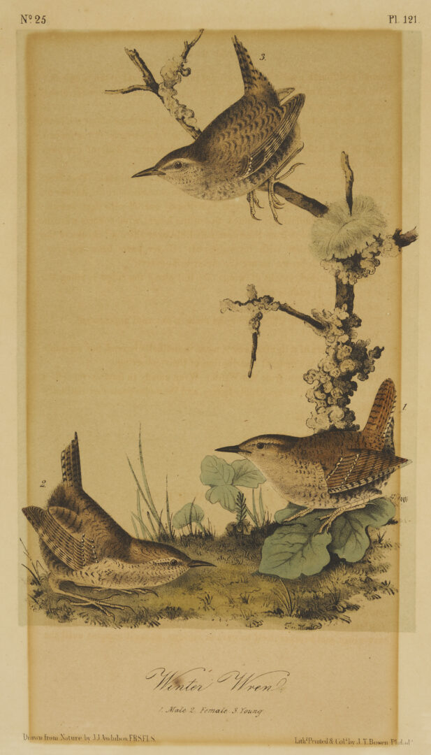 Lot 511: 8 Audubon Birds of America Octavo Prints, Bowen