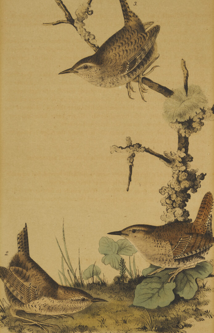 Lot 511: 8 Audubon Birds of America Octavo Prints, Bowen