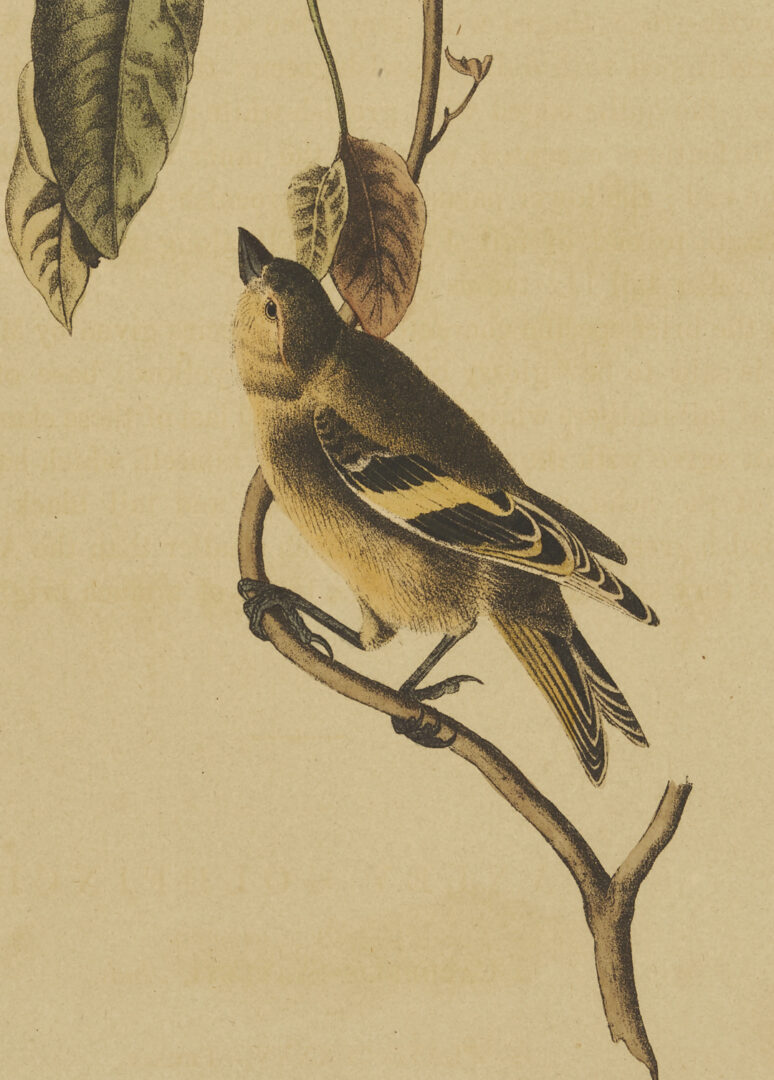 Lot 511: 8 Audubon Birds of America Octavo Prints, Bowen