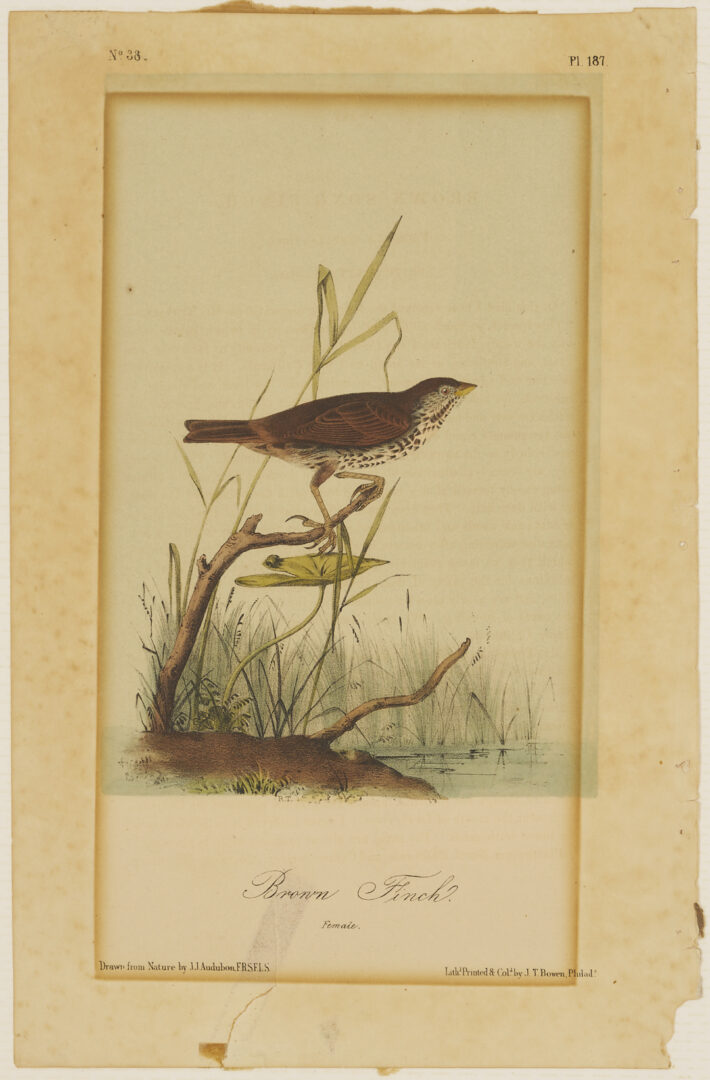 Lot 511: 8 Audubon Birds of America Octavo Prints, Bowen