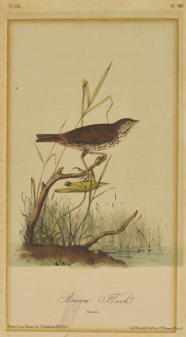 Lot 511: 8 Audubon Birds of America Octavo Prints, Bowen