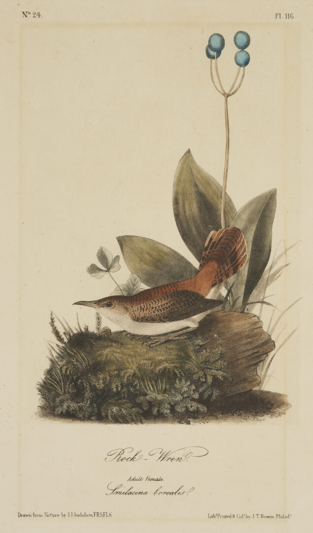 Lot 511: 8 Audubon Birds of America Octavo Prints, Bowen