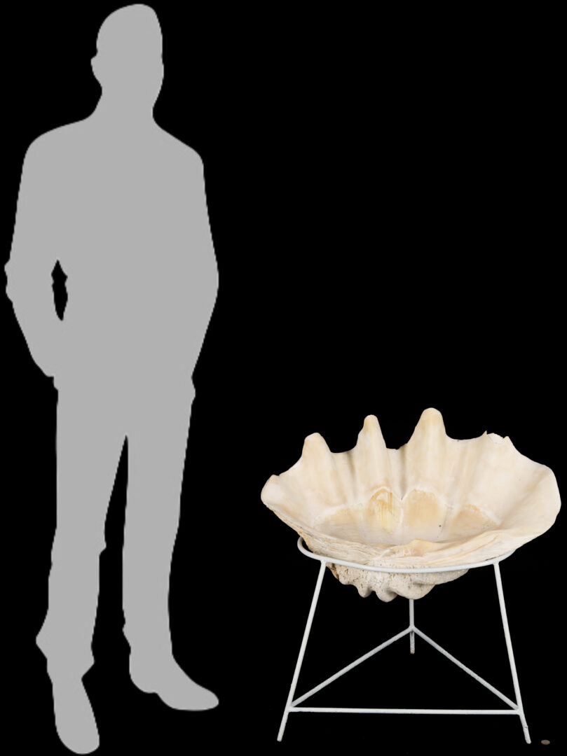 Lot 1077: Giant South Pacific Natural Clam Shell w/ Stand