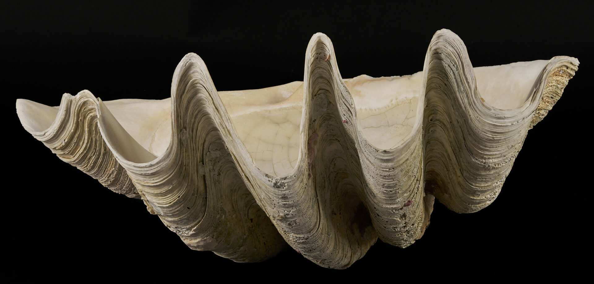Lot 1077: Giant South Pacific Natural Clam Shell w/ Stand