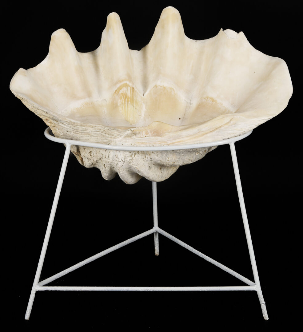Lot 1077: Giant South Pacific Natural Clam Shell w/ Stand