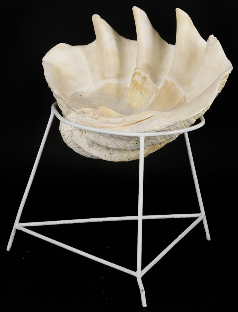 Lot 1077: Giant South Pacific Natural Clam Shell w/ Stand
